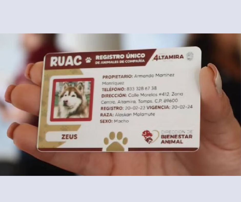 La CURP para mascotas en la Ciudad de México: todo lo que necesitas saber